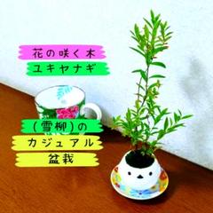 【花の咲く木】ユキヤナギ(雪柳)のカジュアル盆栽 インテリアボタニカルのサムネイル