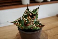 【子株】アガベ　オアハカ　オテロイ　わしゃわしゃ 子株】アガベ オアハカ オテロイ わしゃわしゃ - メルカリ