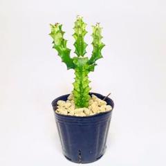 ユーフォルビアイエローゴースト❤️胴切り3頭仕上げ