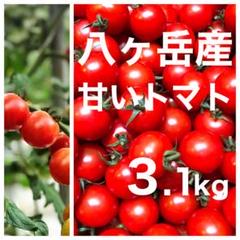 八ヶ岳(長野県) 産 ミニトマト 箱ギッシリ 3.1kg 味が濃い