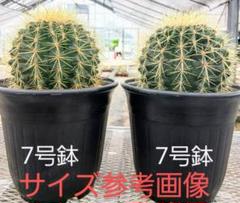 サボテン エキノカクタス 金鯱 2個 抜き苗 - メルカリ