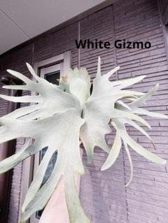 2025年最新】gizmo ビカクシダの人気アイテム - メルカリ