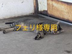 ゲームボーイアドバンス用ソフト