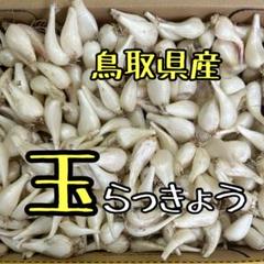 tau ★さん専用鳥取県産　玉らっきょう　M5kg 楽天市場】鳥取県産 特別栽培 田中さんの北条砂丘らっきょう1kg