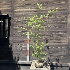 コハウチワカエデ/山採り天然木【現品発送】管理70447 コハウチワカエデ/山採り天然木【現品発送】管理70447