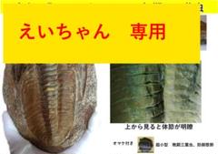 大型 化石 三葉虫 初期型 レドリキア目 長さ 24cm 大型 化石 三葉虫 初期型 レドリキア目 長さ 24cm - メルカリ
