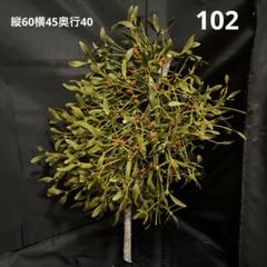 特大サイズ‼️　ヤドリギ　直径約80センチ　親木、黄色い実付き‼️ ヤドリギ㉖ (大サイズ) 親木・実(黄色)付き 北海道産