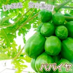 Vietnam Foods  パパイヤ 沖縄県 宮古島産 パパイヤ 沖縄県 宮古島 産 Vietnam Foods 様 専用 - メルカリ