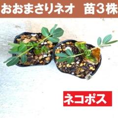 おおまさり　ネオ　苗　40株 2025年最新】おおまさりネオの人気アイテム - メルカリ