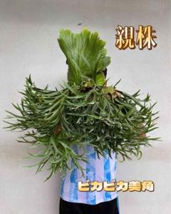 2025年最新】Kitshakood thinの人気アイテム - メルカリ