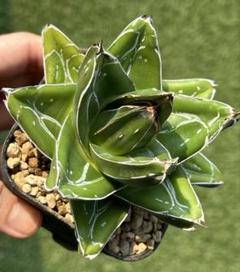 多肉植物 アガベ 超 特選 ダルマ笹の雪 濃白株 極上大株 包葉