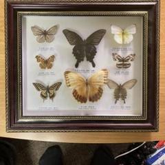 ［中古］蝶　標本　管理番号：20240609-2 Yahoo!オークション - 蝶 昆虫 標本一括 ドイツ箱込 経年保管