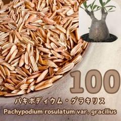 種子 100粒 象牙宮 パキポディウム グラキリス THE塊根植物