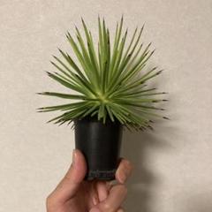 アガベ ストリクタ バリエガータ＇吹上錦＇ ROUKA | アガベ ストリクタ ' 吹上錦 ' Agave stricta variegata