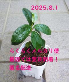 な*う様 元祖　⬛︎ 白 パンダ ガジュマル ⬛︎ 挿し木専用 観葉植物 ガジュマル 8号 パンダ 朴仕立て ビアスソリッド 白
