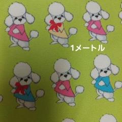 レア　LECIEN　ルシアン CUTE　COLLECTIONプードル柄 綿生地