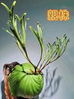 ridleyi nano 15個 ビカクさシダ（P.ridleyi 'Silvery Dwarf