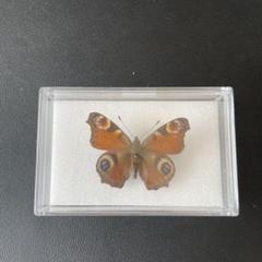 外国産蛾標本 Ubaena fuelleborniana ヤママユ 蝶 昆虫 | Shop