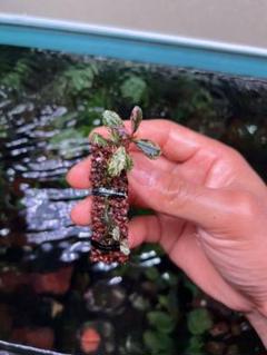 ブセファランドラsp.Variegate（バリエガータ）斑入　水上株　2株セット ブセファランドラsp Variegata（バリエガータ）斑入り 水上株 2