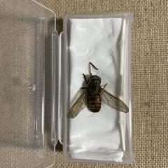 美麗　ツチバチ　ペア　ペレン島　標本 オキナワルリボシカミキリ ペア 沖縄本島 - Insect Islands 〜南