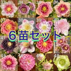 O*e様 クリスマスローズ6苗①☆ソレイユプリマヴェーラピエラ