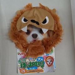 犬 かぶりもの ライオンの中古 未使用品 メルカリ