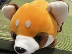 ハッピーズー　ぬいぐるみくじ　4等　コアラ　3品セット Amazon.co.jp: ハッピーズー CUTE コアラ ぬいぐるみ : おもちゃ