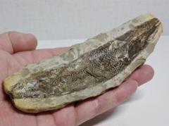 化石 334g ラコレピス 古代魚 魚類 鑑賞石 原石 自然石 鉱石 鉱物 水石 化石】 334g ラコレピス 古代魚 原石 鑑賞石 自然石 天然石 鉱石