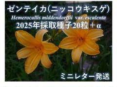 ゼンテイカ 2025年6月自家採取種子 20粒＋α - メルカリ