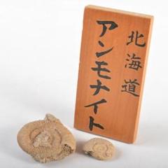 アンモナイ化石　北海道　立札付　2点まとめて　C　R5972 アンモナイ化石 北海道 立札付 2点まとめて C R5972 - メルカリ