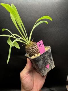 【セール】ユーフォルビア　鉄甲丸　No.005　鉢ごと　送料込　メルカリ便 ユーフォルビア 鉄甲丸 No.006 鉢、送料込 メルカリ便 - メルカリ