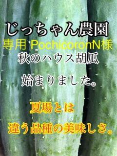胡瓜 キュウリ きゅうり 新鮮野菜 農家直送 初物
