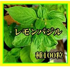 レモンバジルの種 100粒