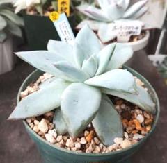 9 カリフォルニア輸入　コロラータNo.1  希少　多肉植物 交配苗の魅力 | 無職インセクトの多肉&アクアリウム