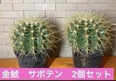 makkkページの２ 金鯱８号２点 専用ページ サボテン 金鯱 キンシャチ 8号 2点 - メルカリ