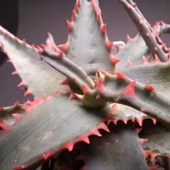 ◾️アロエ TCTハイブリッド【子株】メルカリ便 送料込み Aloe