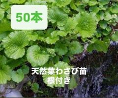 本日限り特価！岩手県産　天然葉わさび苗 100本 根付き wasabi-105p.jpg