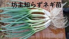 深谷ネギ 20kg (本場 新戒産) ※泥付きネギ