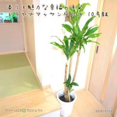 B級品/大型観葉植物】香りも魅力な幸福の木♪ドラセナ