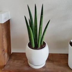サンセベリア スタッキーの中古 未使用品 メルカリ