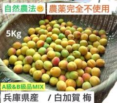 兵庫県産 自然農/完全農薬不使用（白加賀）梅　A級&B級MIX 5Kg 本日限定⭐︎兵庫県産 自然農/完全農薬不使用（白加賀）梅A級&B