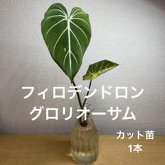 2025年最新】グロリオーサムの人気アイテム - メルカリ