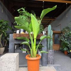⑧ ストレリチア オーガスタ 8号 3株植え 特大苗木最高等級極上