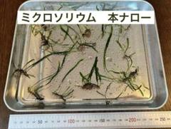 2025年最新】本ナロー ミクロソリウムの人気アイテム - メルカリ