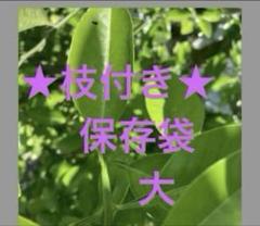 夏みかん、みかんの葉★250枚のサムネイル