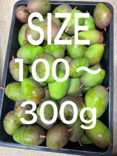 摘果マンゴー　グリーンマンゴー　18kg(100-300g) Amazon.co.jp: MDSTORE 沖縄青切りマンゴー 摘果マンゴー Green