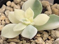 お取り置き専用　多肉植物　❁︎フローレンス錦　新根あり お取り置き専用 多肉植物 ❁︎フローレンス錦 新根あり その他