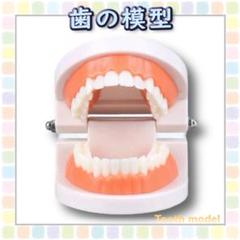 自由研究 歯の模型 歯のモデル 知育 歯科衛生 歯磨き 歯茎 歯周病 虫歯