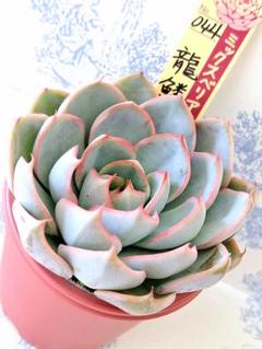 龍鱗蓮華 札付きポットごとメルカリ便おらいさん苗ミックス