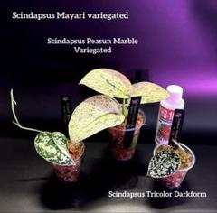 2025年最新】スキンダプサス トリカラー ダークフォームの人気